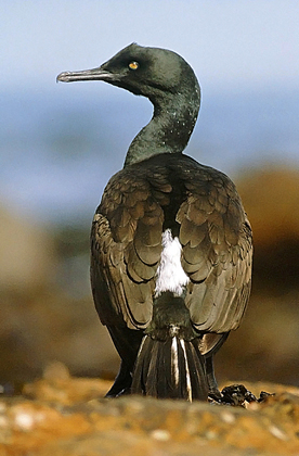 Bank cormorant